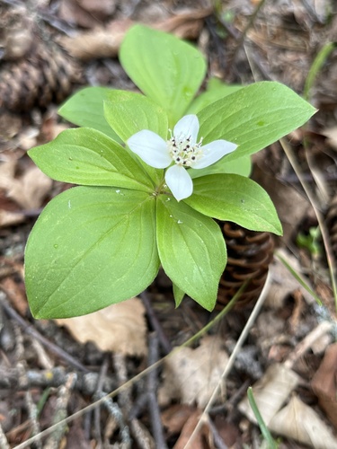 Canadian bunchberry
