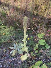 Verbascum thapsus