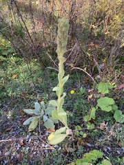 Verbascum thapsus