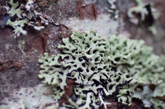 Hypogymnia incurvoides
