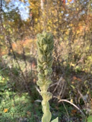 Verbascum thapsus