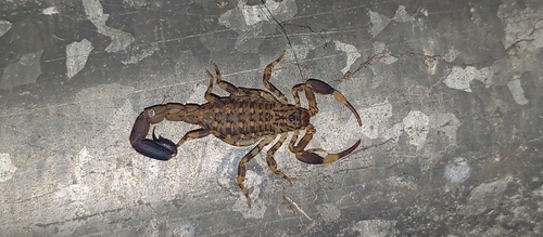 African Forest Scorpion