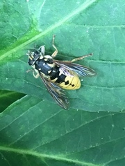 Temnostoma alternans