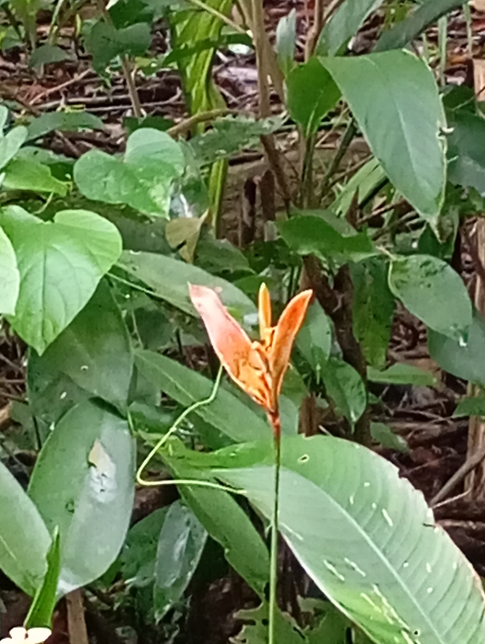 Heliconia psittacorum