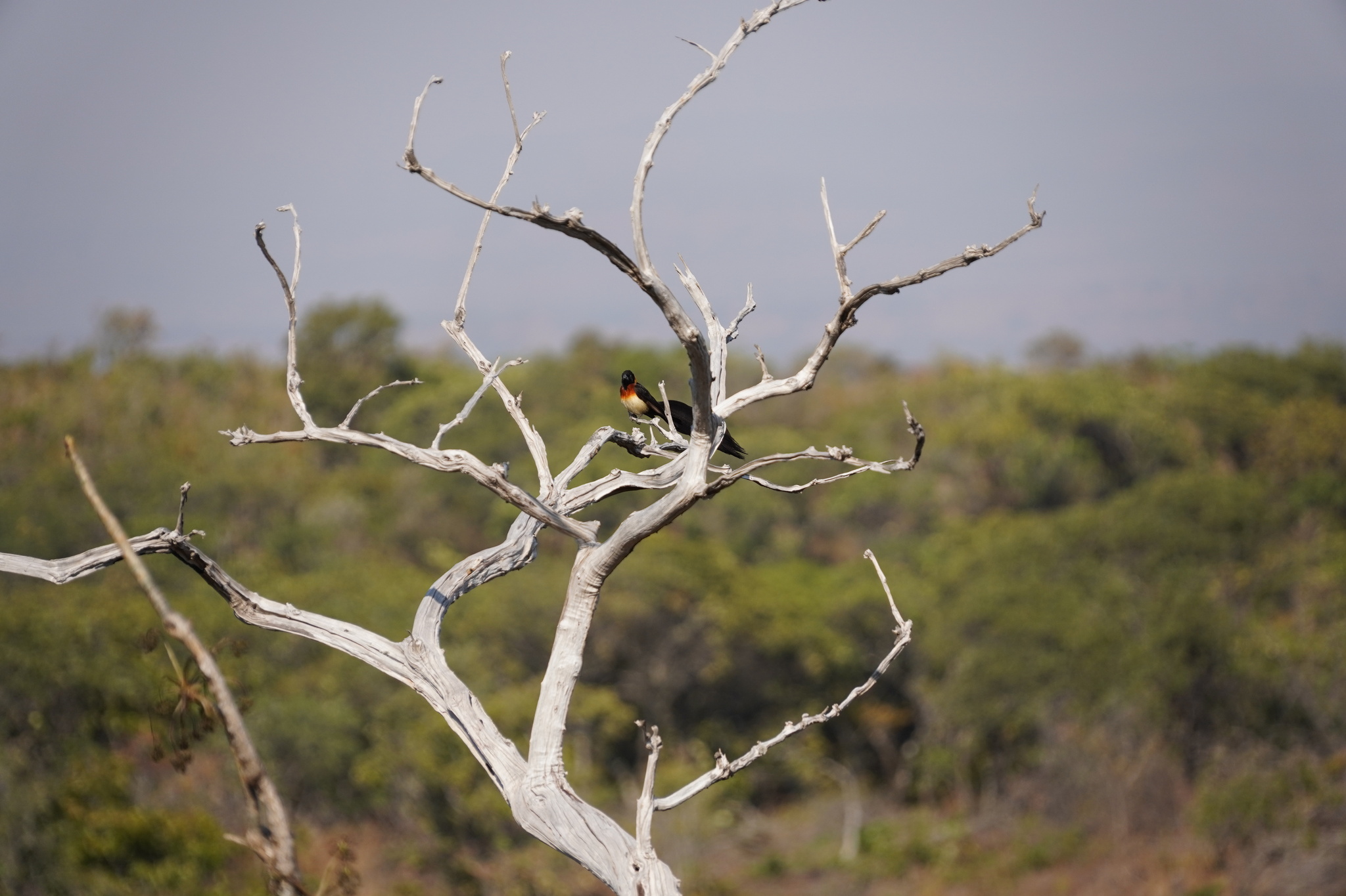 Broad-tailed Paradise Whydah (Vidua obtusa), photo 2