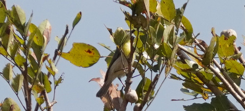 Green-capped Eremomela (Eremomela scotops), photo 5