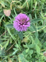 Trifolium pratense
