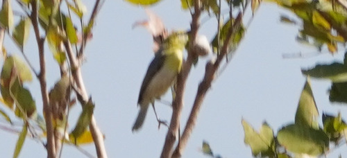 Green-capped Eremomela (Eremomela scotops), photo 6
