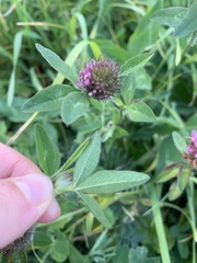 Trifolium pratense