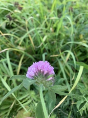 Trifolium pratense