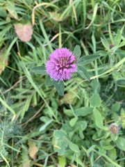 Trifolium pratense