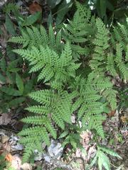Pteris tripartita image