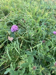 Trifolium pratense