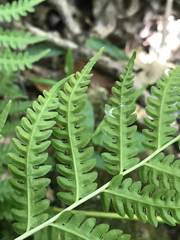 Pteris tripartita
