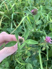 Trifolium pratense