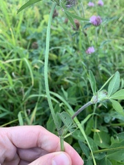 Trifolium pratense