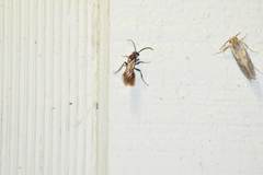 Sphaeropthalma marpesia