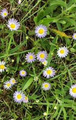 Astranthium ciliatum