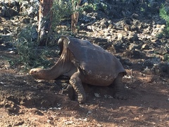 Chelonoidis niger hoodensis