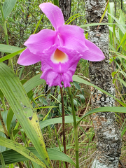 Sobralia macrantha