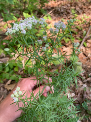 Narrowleaf mountain mint