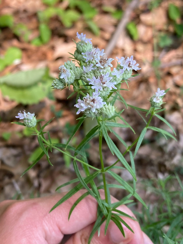 Pycnanthemum tenuifolium