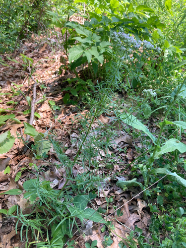 Pycnanthemum tenuifolium