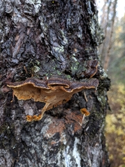 Porodaedalea