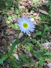 Astranthium ciliatum