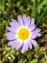 Astranthium ciliatum