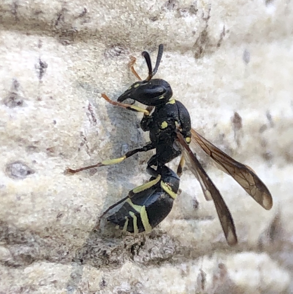 White-bordered Potter Wasp