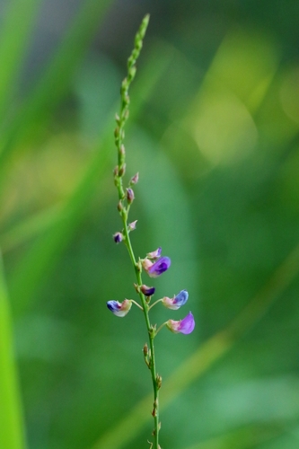 Tadehagi triquetrum, photograph 5