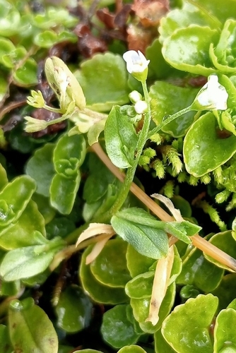 Pale Forget-me-not (Myosotis stolonifera)