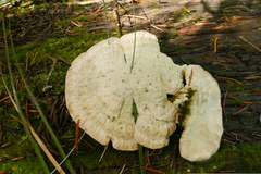 Calcipostia guttulata