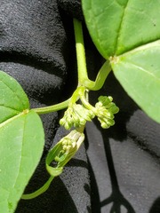 Telosma procumbens