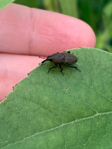 Sphenophorus coesifrons photo 3