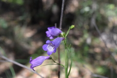 Penstemon stenophyllus