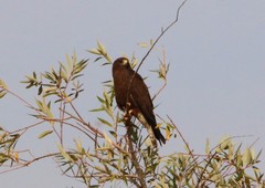 Buteo swainsoni