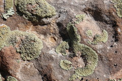Lecanora argopholis