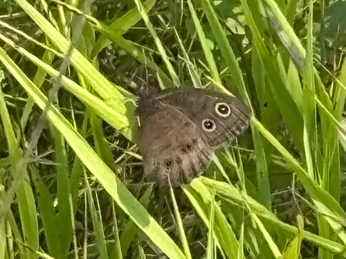 Common Wood-Nymph