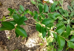Xylosma flexuosa