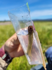Miller Lake Lamprey photo 3