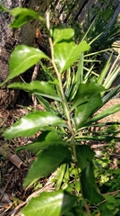 Xylosma flexuosa