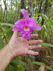 Sobralia macrantha