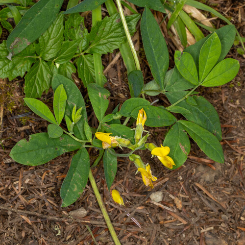 Thermopsis montana var. ovata