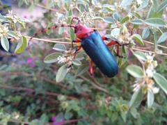 Stenaspis verticalis insignis