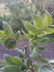 Bursera cuneata