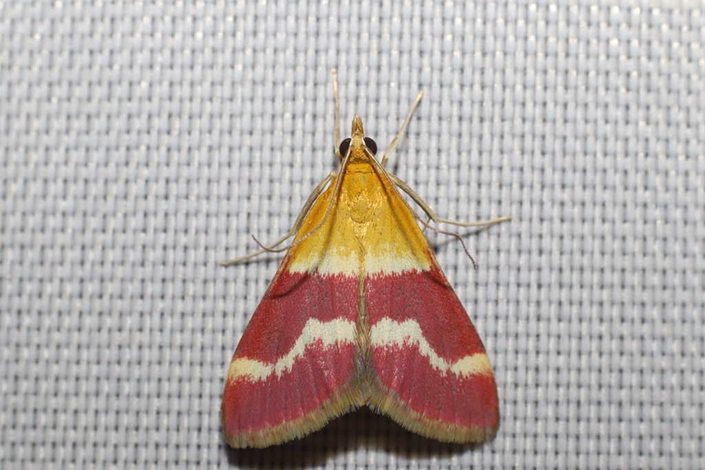 Pyrausta tithonialis