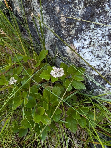 Ligusticum scothicum, photograph 1