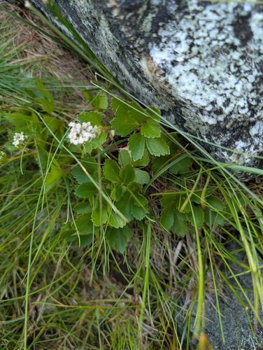 Ligusticum scothicum, photograph 2